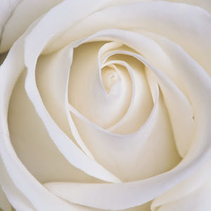 Meet your Posher, Aliza